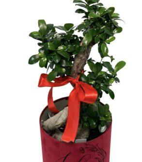 Bonsai norocos in ghiveci si cutie