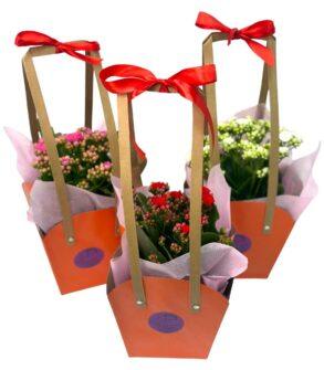 Kalanchoe la ghiveci cu pungă de cadou