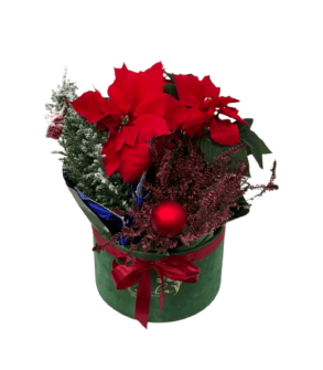 Cutie verde cu plante de Crăciun