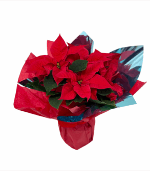 Small potted red Christmas tree - Euphorbia