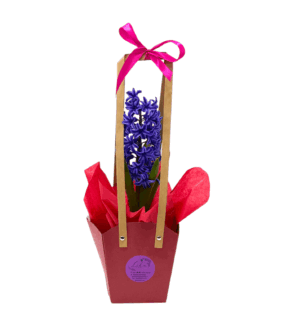 Purple Potted Hyacinth