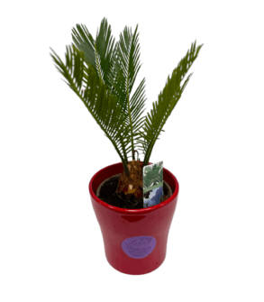 Potted cycas