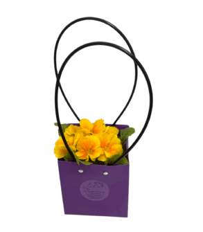 Primrose in the gift bag