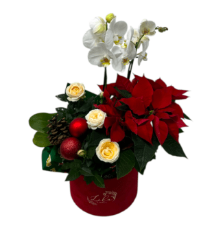 Santa Claus and Orchid Box