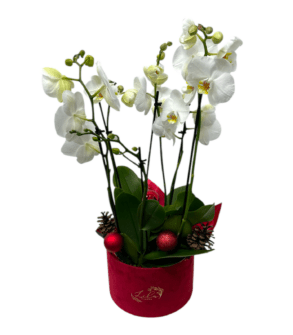 Christmas Phalenopsis orchid in festive box