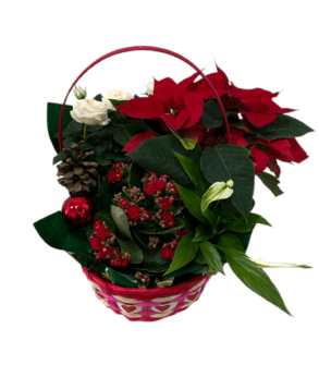 Christmas potted plants gift basket