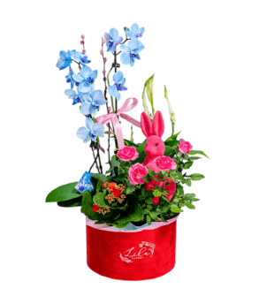 Bunny box and potted plants